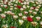 Field of red and white tulips