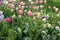 Field of red and white tulips