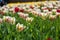 Field of red and white tulips