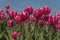 A field with red white tulips, with a background of a clear blue sky, the stems with leaves are bright green and quite long