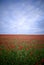 Field with red wild poppies