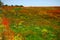 Field of red and yellow poppies in Apulia, Italy