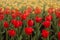 Field of Red and Yellow Tulips Background