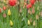 Field of red and yellow tulips in different life stage of blossoming