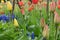 Field of red and yellow tulips in different life stage of blossoming with blue grape hyacinth