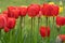 Field of red and yellow tulips in a raw in different life stage of blossoming in private garden