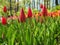 Field of red young tulips on the sunny day, summer background