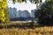 Field of Reed, Urban lake and Modern Buildings behind arch of trees