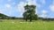 Field of relaxing sheep