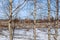 Field with the remnants of snow through the branches of birch