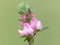 Field restharrow (Ononis arvensis)