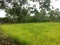 Field of rice in Isaan Thailand