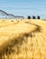 A field of ripe barley waiting for harvest