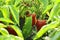 Field of ripe Bell pepper close-up. Rural landscape. The concept of a rich harvest. Concept art design