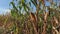 Field of ripe corn at sunny day close up