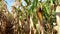 Field of ripe corn at sunny day close up