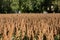 Field of ripe corn in valley of Dordogne river. France