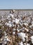 Field of Ripe Cotton Plants