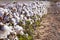 Field of Ripe Cotton Plants