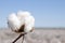 Field of Ripe Cotton Plants