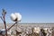 Field of Ripe Cotton Plants