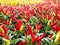 Field of ripe red chilli plants