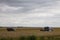 A field of ripe rye and sweeper skyline and cloudy sky