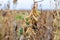 Field of ripe soybeans. Harvest time