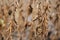 Field of ripe soybeans. Harvest time