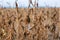 Field of ripe soybeans. Harvest time