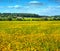 Field of ripe soybeans, yellow leaves at summer