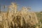 A field of ripe spiny wheat. harvest season