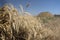 A field of ripe spiny wheat. harvest season