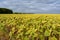 Field of ripe sunflower in early autumn