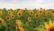 Field of ripe sunflowers