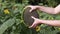 Field of ripe sunflowers. Women\\\'s hands take and examine the sunflower. Agriculture and cultivation