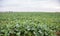 Field with ripe turnips