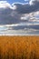 Field ripe wheat against background thickening clouds