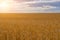 Field ripe wheat against background thickening clouds