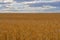 Field ripe wheat against background thickening clouds