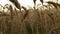 Field of ripe wheat with ears of golden color during sunset