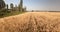 Field of ripe wheat field