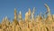 Field of ripe wheat with heads