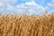 Field of ripe wheat in high summer