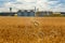 Field of ripe wheat and industrial complex
