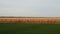 field with ripe wheat next to winter crops in autumn