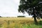 Field of ripe wheat in Normandy