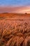 A field of ripe wheat ready for harvest with sky background and copyspace. Scenic farmland at sunset with copy space