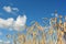 Field with ripe wheat rye on the hills, cloudy sky,