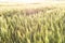 Field of ripe wheat or rye in sunset beams